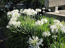 Getty White Agapanthus | 3 Live Plants | Agapanthus africanus ‘Getty White’ | Perennial Flowering Plants | Drought Tolerant Plants for Landscaping by GreenHaven Gardens