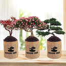 Indoor Bonsai Garden Starter Kit, 5 Seeds Growing into Red Maple, Wisteria, Black Pine, Judas Tree, Acacia, Including Complete Gardening Planters & A Wooden Box, Christmas Gifts for Women by GreenHaven Gardens