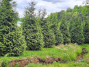 Thuja Green Giant Arborvitae Lot of 4, 3 Inch Pot by GreenHaven Gardens