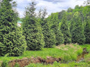 Thuja Green Giant Arborvitae Lot of 30 Each in a Protective Pouch 12-15 inches Tall by GreenHaven Gardens