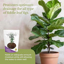 Large Bag Houseplant Fiddle Leaf Fig Soil Premium All Purpose Blend | Ready to Use for Indoor Houseplants | Peat, Sawdust, Course Sand and Pinebark | Extra Large 8.2 Quarts | Made in USA by GreenHaven Gardens