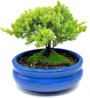 Live Dwarf Juniper Bonsai Tree Small | Indoor/Outdoor | 100% Handcrafted| Home and Office Décor | Best Gift for Holiday by GreenHaven Gardens