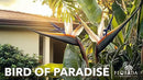 Orange Bird of Paradise | Strelitzia Reginae | 3 Live Plants | Tropical Perennial Blooming Specimen by GreenHaven Gardens