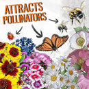 Seed Needs Partial Shade Wildflower Seed Mix for Planting | 10 Packs (1 Ounce Each) 14+ Varieties Open Pollinated Annual & Perennial Species | Flower Seeds Shade Tolerant | Bulk by GreenHaven Gardens