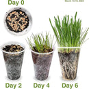 Cat Grass Seeds Favorites Blend Soft Wheatgrass & Smooth Ryegrass – Grows 19 Pots of Fresh Cat Grass for Indoor Cats – Easy & Fast – Small Pack Grows 200 Square inches of Edible cat Grass – Vitamunch by GreenHaven Gardens