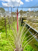 Air Plants - Tillandsia Juncea, Jumbo 8-12" - 3ct - Live Arrival Guaranteed - House Plants for Home Decor & Gift by GreenHaven Gardens