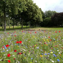 Created By Nature Maine Wildflower State Mix, 15 Flower Varieties, 50,000 Seeds by GreenHaven Gardens