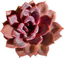 FWPP Live Succulents Plants Echeveria Black Mamba 3 inches,Rare Black Red Succulents Bare Root Without Pot Soil, Live Plants Indoor Office Decoration Wedding and Gift by GreenHaven Gardens