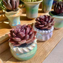 FWPP Live Succulents Plants Echeveria Black Mamba 3 inches,Rare Black Red Succulents Bare Root Without Pot Soil, Live Plants Indoor Office Decoration Wedding and Gift by GreenHaven Gardens