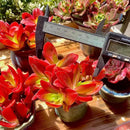 FWPP Crassula capitella 'Campfire' Live Succulent Plant in 3 Inch, Bright Red Leaves, Bare Root Without Pot Soil, Low Maintenance Houseplant, Great Gift for Plant Lovers & Home Decor by GreenHaven Gardens