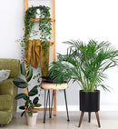 D'vine Dev 10 Inch Planter Pot with Stand, Mid-Century Tall Plant Pot with Legs for Indoor Plants, Medium, Black, 88-O-B-2 by GreenHaven Gardens