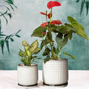 D'vine Dev 6 Inch 4 Inch Ceramic Indoor Planter Pots with Drainage Hole and Saucer, Beaded Design Flower Pots, Set of 2, Smoked White, 27-D-U-1 by GreenHaven Gardens