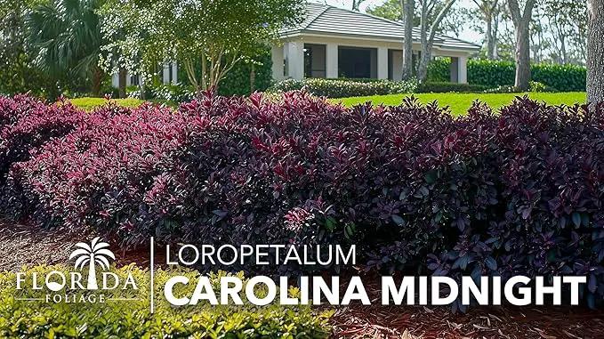 Loropetalum Carolina Midnight | 40 Live Plants | Loropetalum Chinense | Purple Foliage Shrub | Ornamental Landscape Bush | Fast Growing Plants, photo 4 of 9