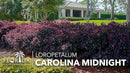 Loropetalum Carolina Midnight | 40 Live Plants | Loropetalum Chinense | Purple Foliage Shrub | Ornamental Landscape Bush | Fast Growing Plants by GreenHaven Gardens