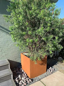 Corten Steel Planter Box Metal Square Planters Steel Large Planter Outdoor Tall Plant Durable Antique Detached for Commercial Residential Patio Deck and Backyard 26 Inch by CozyNest Decor