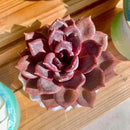 FWPP Live Succulents Plants Echeveria Black Mamba 3 inches,Rare Black Red Succulents Bare Root Without Pot Soil, Live Plants Indoor Office Decoration Wedding and Gift by GreenHaven Gardens