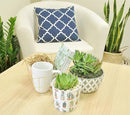 Costa Farms Live Indoor Echeveria Succulent Plant in Wood Design Ceramic Pot by GreenHaven Gardens