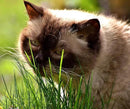 Simple Cat Grass Blend | 100% US Organic + 4 Popular Seeds | Wheat, Barley, Oats, Rye Mix Combo | Show Your Love with a Healthy Pet Snack Treat (6 Ounce ~4800 Seeds) by GreenHaven Gardens