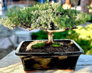 Live Dwarf Juniper Bonsai Tree 15+Years Old | Juniper or Jade Bonsai Tree | Indoor/Outdoor | 100% Handcrafted| Home and Office Décor | Best Gift for Holiday (style4) by GreenHaven Gardens