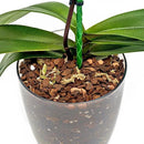 Premium Orchid Soil Mix by Gardenera - Hand Mixed New Zealand Pinus Radiata 100% Natural Potting Soil Bark Mix - for Phalaenopsis Orchid - 5 Quart - Made in USA by GreenHaven Gardens