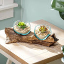 Cape Craftsmen Set of 2 Terrariums | Hand-Blown Blue Tinted Bubble Glass On Natural Teak Driftwood Terrarium | Home Décor Indoor Planter with Stand | Pot for Succulent and Plants by GreenHaven Gardens