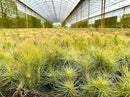 Air Plants - Tillandsia Funckiana, Large 5" - 5ct - Live Arrival Guaranteed - House Plants for Home Decor & Gift by GreenHaven Gardens