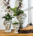 Abbott Collection Goddess Head Planter - Small Cement Indoor and Outdoor Planter Pot - Grecian Woman Statue Head Planter for Flowers and Succulents (Grey, 3.5" Opening) by GreenHaven Gardens