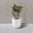 Kante 14 Inch Dia Round Concrete Planter, Indoor Outdoor Large Plant Pot with Drainage Hole and Rubber Plug for Home Patio Garden, Pure White by GreenHaven Gardens