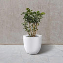Kante 14 Inch Dia Round Concrete Planter, Indoor Outdoor Large Plant Pot with Drainage Hole and Rubber Plug for Home Patio Garden, Pure White by GreenHaven Gardens