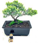 Live Dwarf Juniper Bonsai Tree About 6 Years Old with Cute Ceramic Fisherman | Juniper Bonsai Tree | Indoor/Outdoor | 100% Handcrafted| Home and Office Décor | Best Gift for Holiday by GreenHaven Gardens