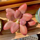 FWPP Live Succulents Plants Pachyveria Sugar Beauty 2 inches,Rare red Succulents Bare Root Without Pot Soil, Live Plants Indoor Office Decoration Wedding and Gift by GreenHaven Gardens