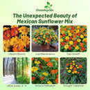 Outsidepride Mexican Sunflower Seeds Mix - 500 Pcs Annual, Easy-to-Grow, Mixed Tithonia Speciosa Flower Seeds w/Drought-Tolerant Blooms for Pollinator Gardens & Vibrant Summer Landscaping by GreenHaven Gardens
