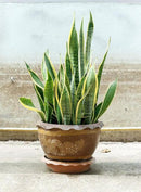 Indoor Plant Food | All-purpose House Plant Fertilizer | Liquid Common Houseplant Fertilizers for Potted Planting Soil | by Aquatic Arts by GreenHaven Gardens