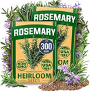 HOME GROWN Rosemary Seeds Pack - 300 High Germinating 𝗡𝗢𝗡-𝗚𝗠𝗢, 𝗨𝗦𝗔-𝗦𝗢𝗨𝗥𝗖𝗘𝗗 Heirloom Herb Seeds for Planting in Indoor or Outdoor Herb Gardens (Salvia rosmarinus) by GreenHaven Gardens
