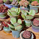 FWPP Live Succulents Plants Echeveria 'White Eyebrow' 3.5 inches,Rare Green Succulents Bare Root Without Pot Soil, Live Plants Indoor Office Decoration Wedding and Gift by GreenHaven Gardens