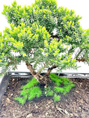 Live Dwarf Juniper Bonsai Tree About 6 Years Old with Cute Ceramic Fisherman | Juniper Bonsai Tree | Indoor/Outdoor | 100% Handcrafted| Home and Office Décor | Best Gift for Holiday by GreenHaven Gardens