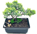 Live Dwarf Juniper Bonsai Tree About 6 Years Old with Cute Ceramic Fisherman | Juniper Bonsai Tree | Indoor/Outdoor | 100% Handcrafted| Home and Office Décor | Best Gift for Holiday by GreenHaven Gardens