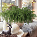 12 Pcs Artificial Norfolk Pine Branches, Norfolk Pine Artificial Pine Stems DIY Crafts Faux Christmas Greenary Norfolk Pine Branches for Xmas Wreath Garland Home Decor (12) by CozyNest Decor