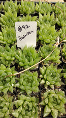 #92 Haworthia