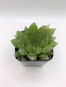 #92 Haworthia