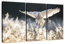 Snowy Owl Hunt Wall Art
