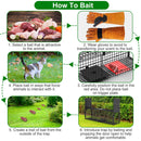 32in 2 Door Live Animal Cage Trap For Animals Under 12LBS Easy To Setup Humane Galvanized Iron Trap Cage For Rabbits Groundhogs Skunk Opossums Nutria