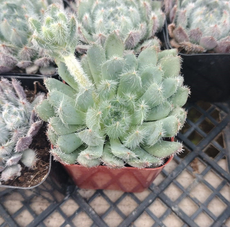 #95 Echeveria Setosa "Mexican Firecracker