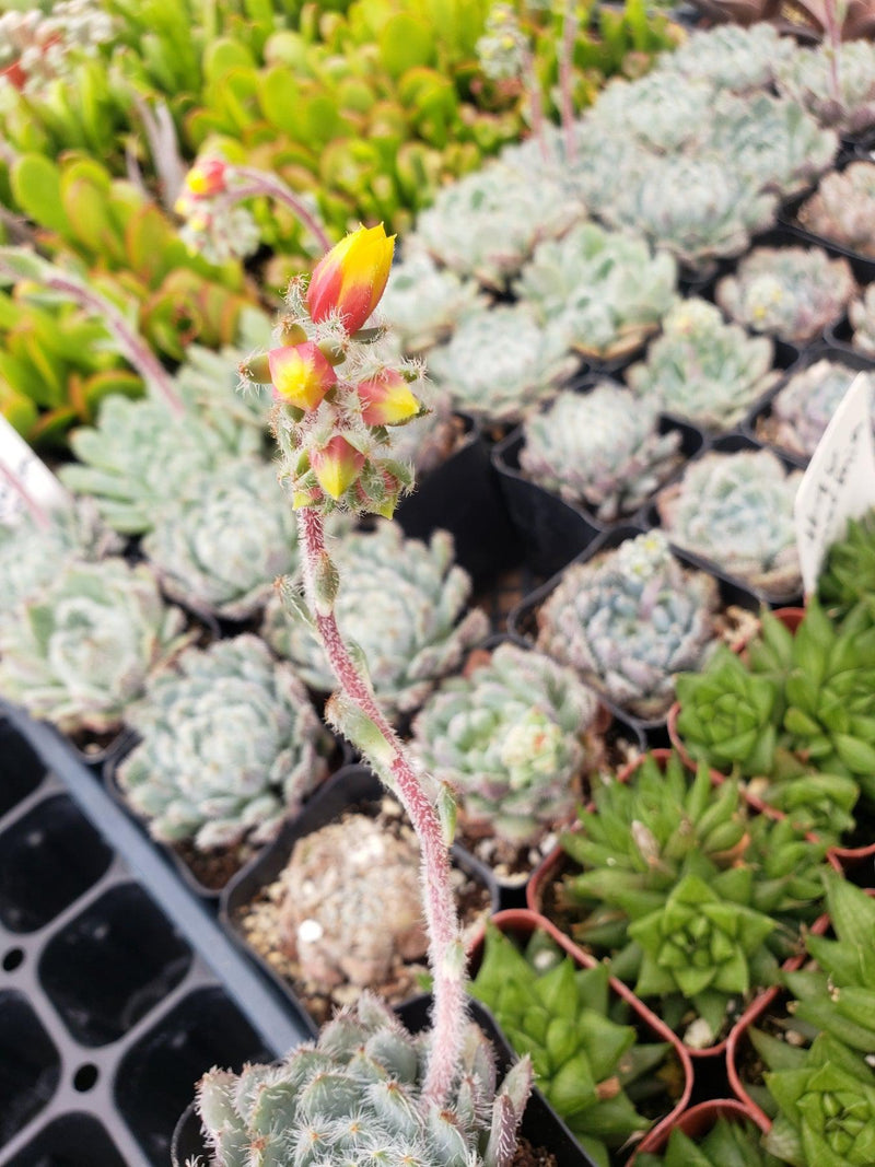 #95 Echeveria Setosa "Mexican Firecracker