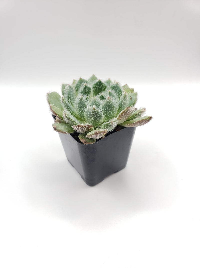 #95 Echeveria Setosa "Mexican Firecracker