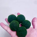 Sample Marimo Moss Balls For Aquarium Multiple Size - Kokedama Japanese Algae Ball by Moss Artistry