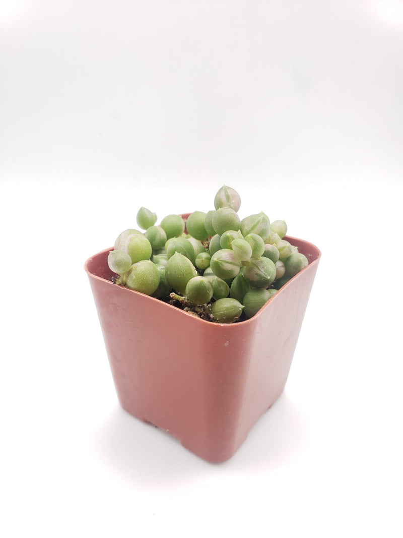 #97 Sencio Variegated String of Pearls