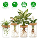 4Pack Glass Propagation Stations For Plants Indoor Glass Planters Hydroponic Plant Vases 2 Large 2 Small for Plant Cuttings Flower Arrangements
