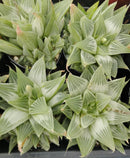 #98 Haworthia