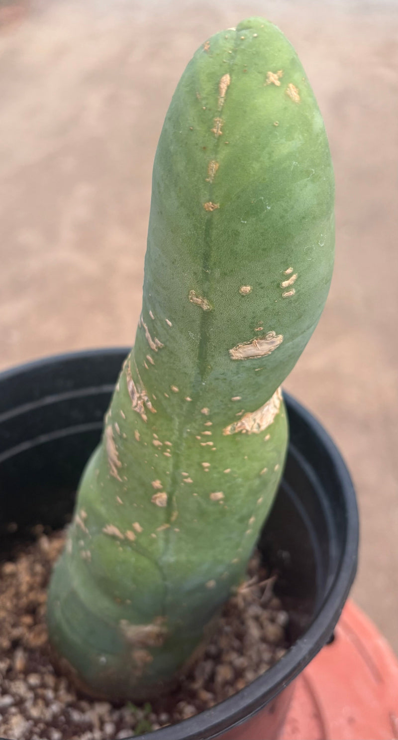 #EC24 EXACT Trichocereus Bridgesii TBM  Penis monstrose Long Form Cactus 10”